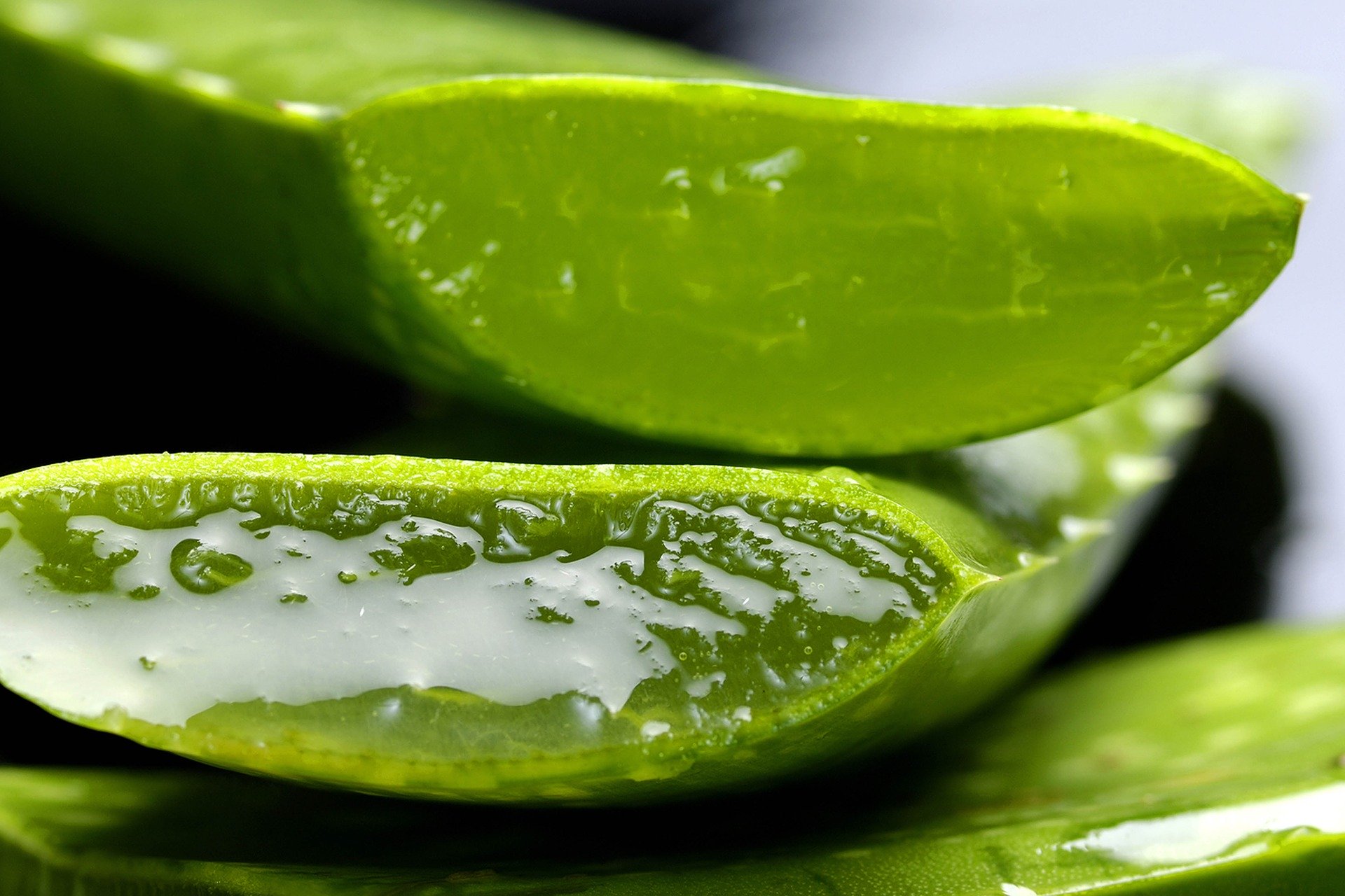 Los beneficios del aloe vera para tu cuerpo que no conocías