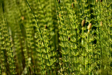 cola de caballo propiedades