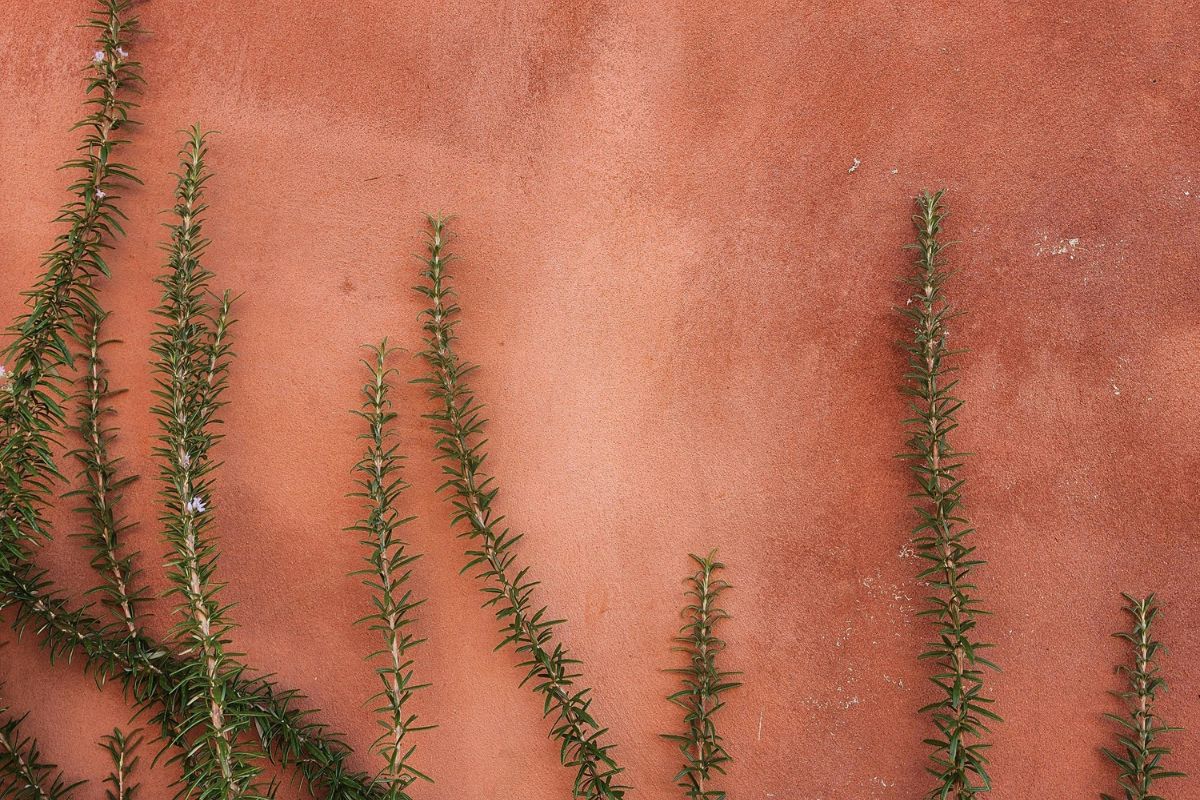 ¿Champú de romero? Estos son sus beneficios