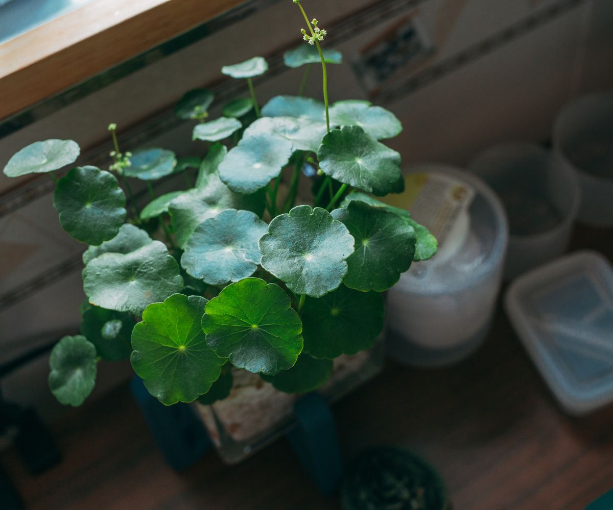 propiedades de la centella asiatica